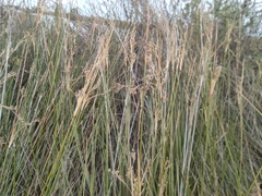Juncus maritimus