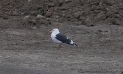 Larus schistisagus