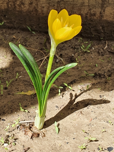 Sternbergia lutea image