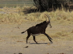 Hippotragus niger niger