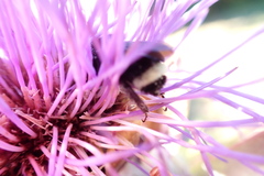 Bombus vosnesenskii
