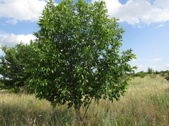 Fraxinus pennsylvanica lanceolata