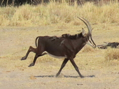Hippotragus niger niger