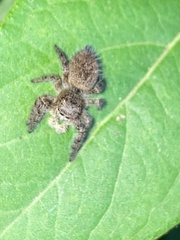 Phidippus