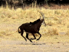 Hippotragus niger niger