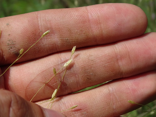 purple lovegrass (Eragrostis spectabilis)