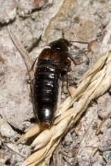 Aleochara