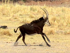 Hippotragus niger niger