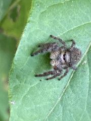Phidippus