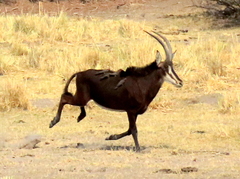 Hippotragus niger niger