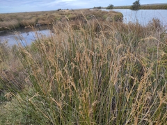 Juncus maritimus