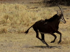 Hippotragus niger niger