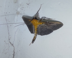 Filodes fulvidorsalis