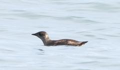 Brachyramphus marmoratus