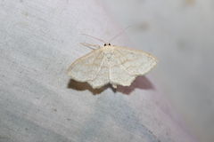 Scopula limboundata