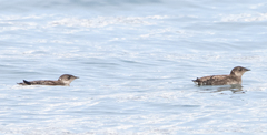 Brachyramphus marmoratus