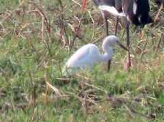 Egretta garzetta garzetta