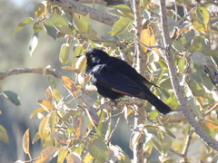 Onychognathus nabouroup