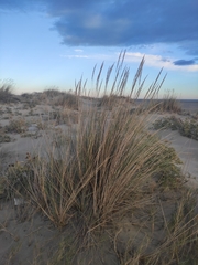 Ammophila arenaria