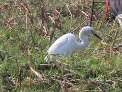 Egretta garzetta garzetta