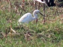 Egretta garzetta garzetta