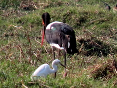 Ephippiorhynchus senegalensis