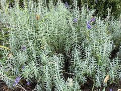 Lavandula angustifolia