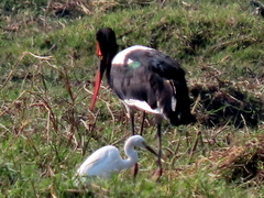 Ephippiorhynchus senegalensis