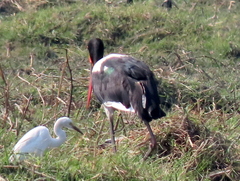Ephippiorhynchus senegalensis