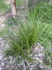 Carex appressa