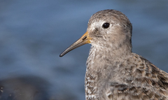 Calidris ptilocnemis