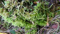 Eurhynchium striatum