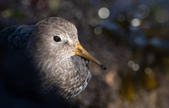 Calidris ptilocnemis