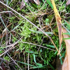 Eurhynchium striatum