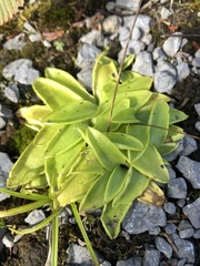 Pinguicula