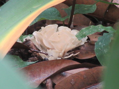 Hydnopolyporus palmatus image