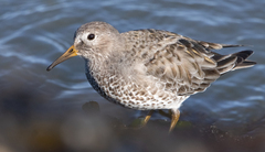 Calidris ptilocnemis
