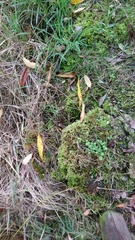 Eurhynchium striatum