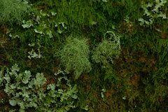 Usnea