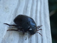 Hydrophilus ovatus