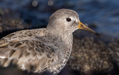 Calidris ptilocnemis