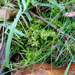 Eurhynchium striatum