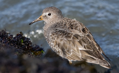 Calidris ptilocnemis