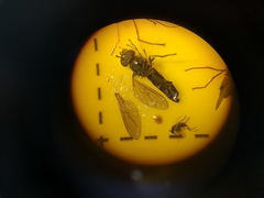 Platycheirus albimanus