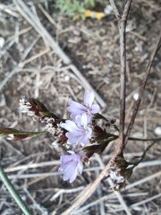 Limonium