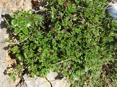 Teucrium