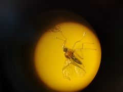 Elaphropeza ephippiata