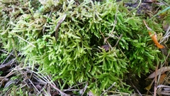 Eurhynchium striatum