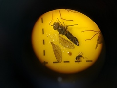 Platycheirus albimanus