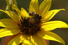 Copestylum marginatum